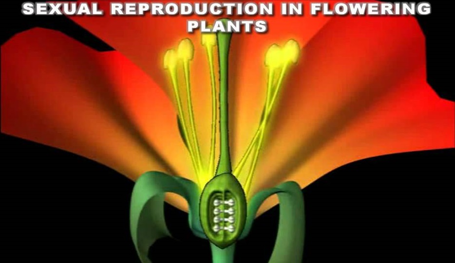CHAPTER 2 : SEXUAL REPRODUCTION IN FLOWERING PLANTS